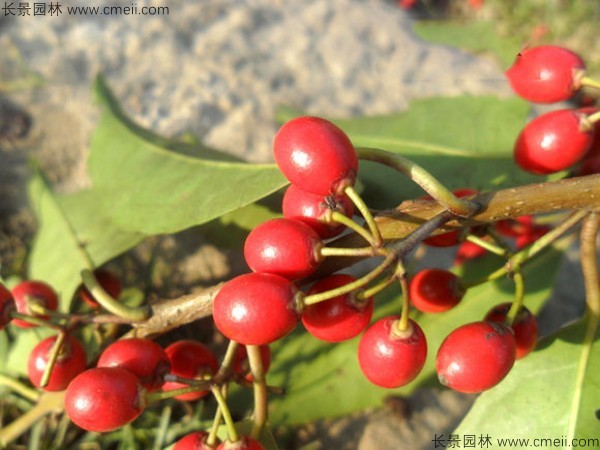 红果冬青种子图片