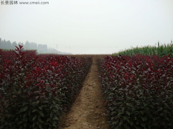 红叶李种子发芽出苗图片