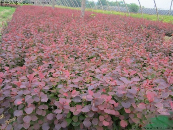 红叶小檗种子发芽出苗图片