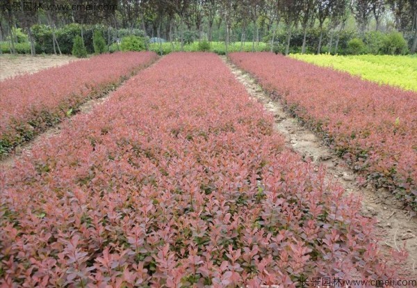 红叶小檗种子发芽出苗图片