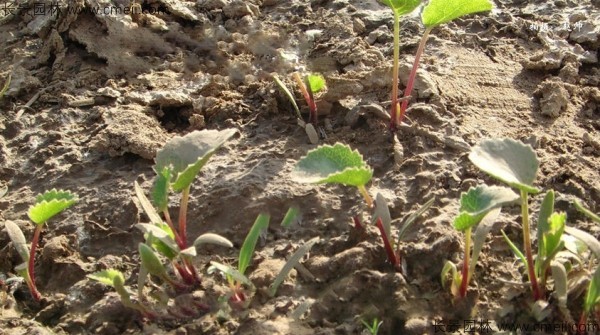 沙参种子发芽出苗图片