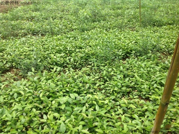 天竺桂种子发芽出苗图片