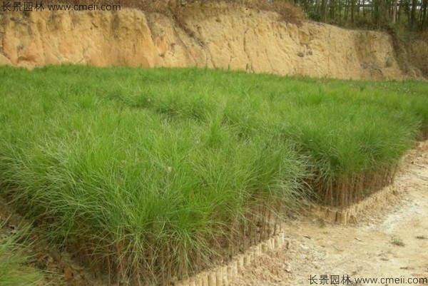 湿地松种子发芽出苗图片