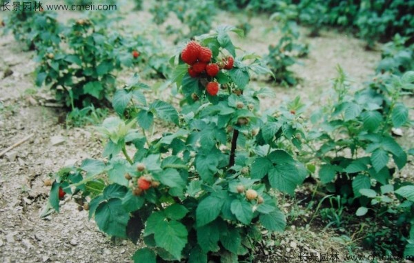 树莓种子发芽出苗图片