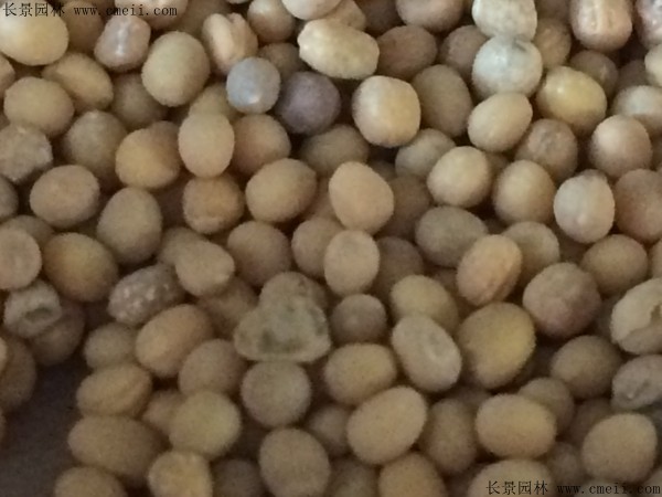 白芥子种子图片