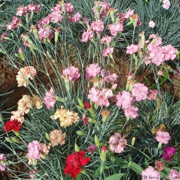 康乃馨种子发芽出苗开花图片