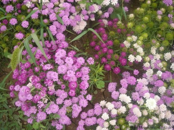 蜂室花种子发芽出苗开花图片