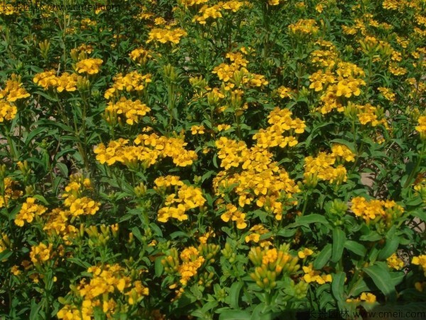 七里黄种子发芽出苗开花图片
