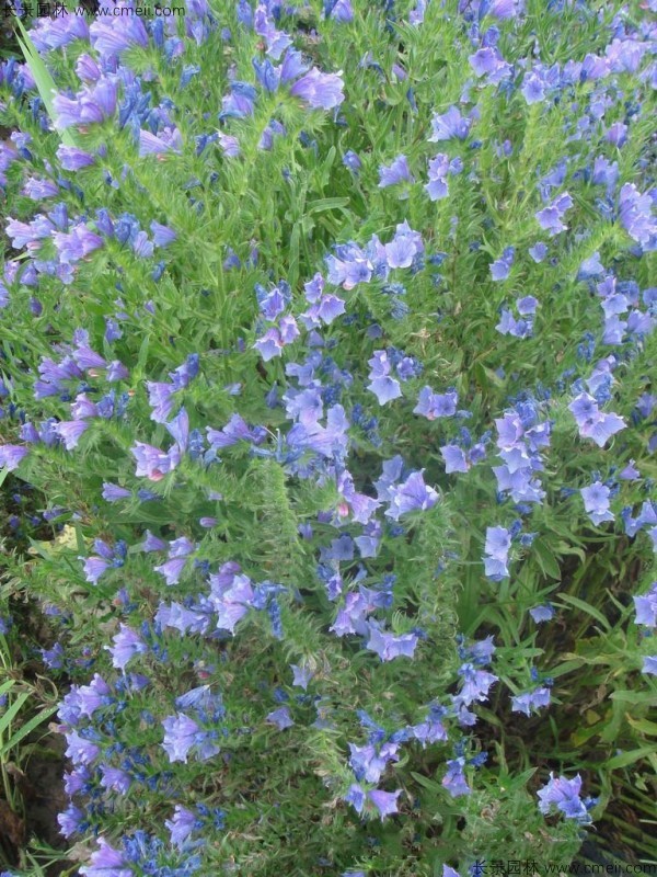 蓝蓟种子发芽出苗开花图片