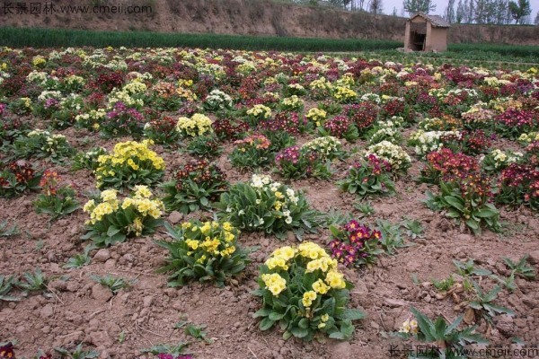 欧洲报春种子发芽出苗开花图片