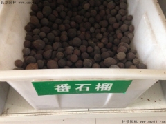 潘石榴种子