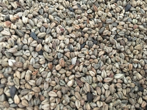 种植荞麦一亩地用多少斤种子