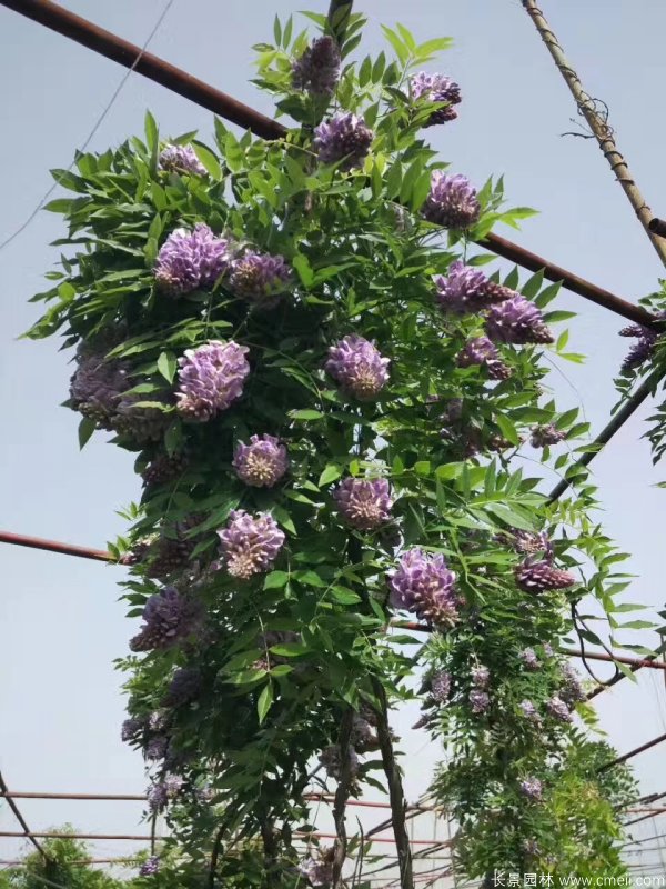 丰花型紫藤树