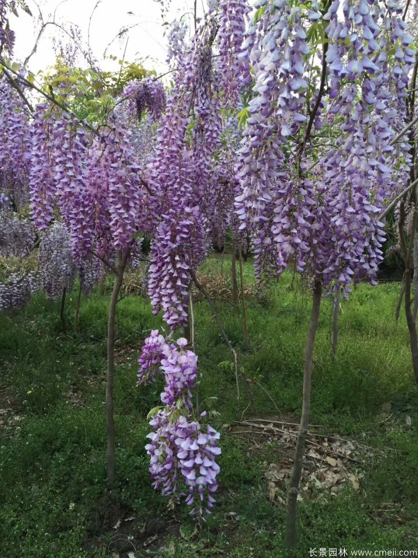 紫藤树苗基地