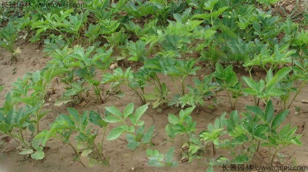 白芷种子产地在哪里批发价格多少钱一斤