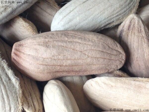 芒果种子多少钱一斤,芒果种子批发价格