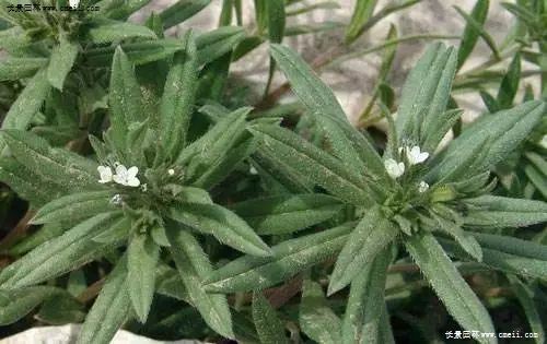 ▼麦家公▼婆婆纳▼泽漆▼猪殃殃▼荠菜▼播娘蒿