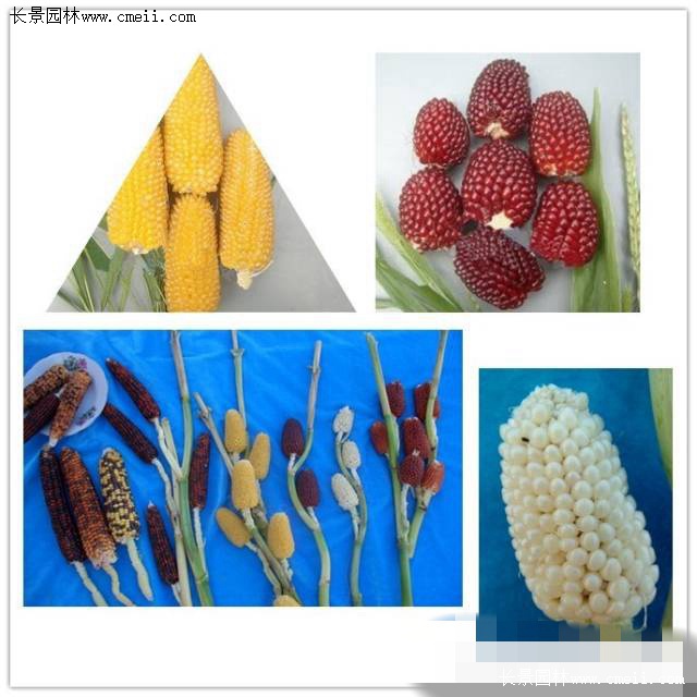 缤纷的果实——彩色玉米