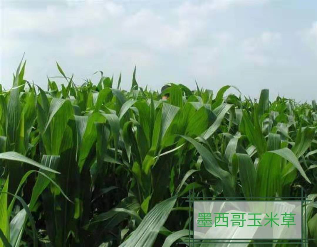 墨西哥玉米草播种时间墨西哥玉米草如何种植