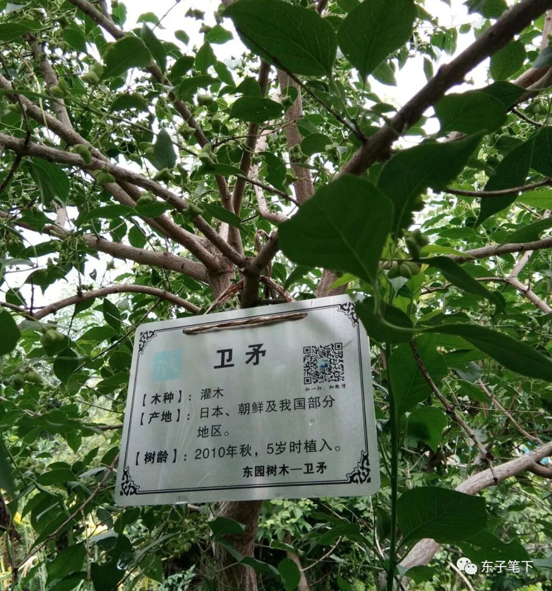 东园植入30多棵卫矛植物 向园林高处进化-江苏长景