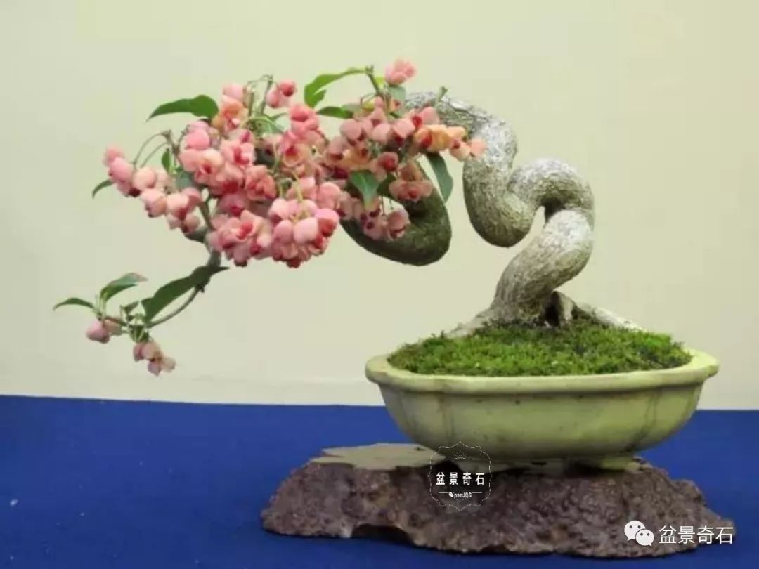卫矛资料大全多图多参考全面客观