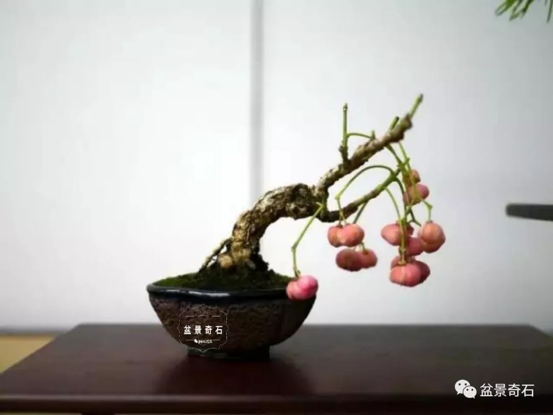 卫矛资料大全多图多参考全面客观