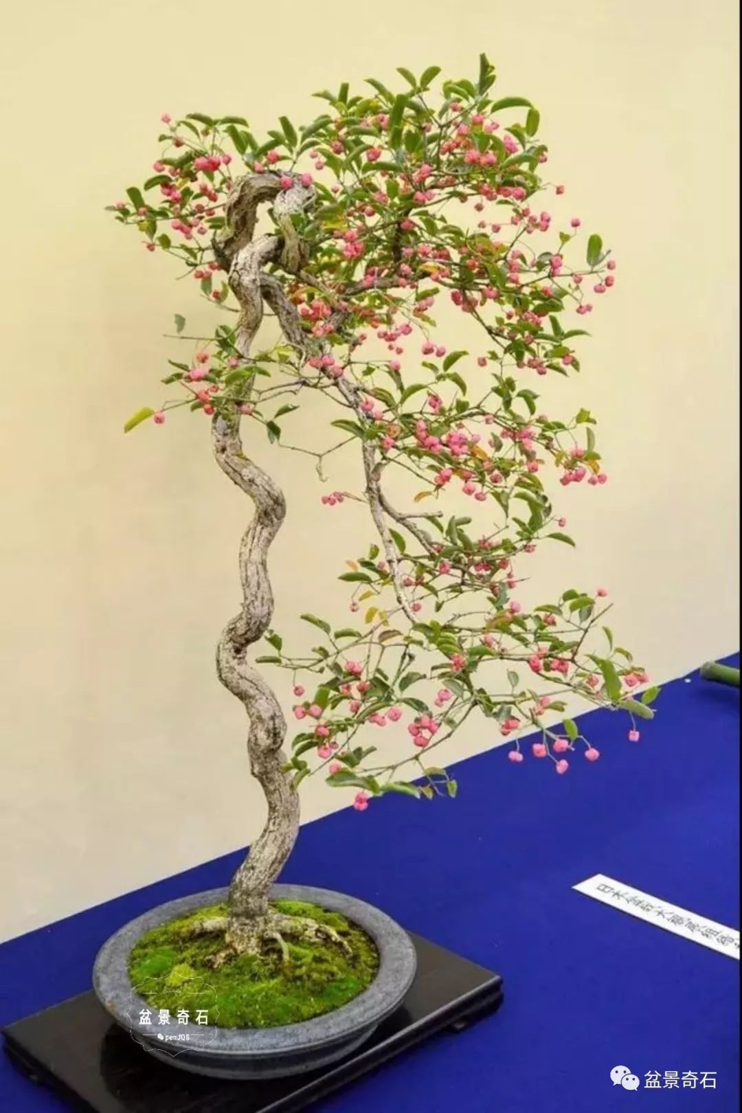 卫矛资料大全多图多参考全面客观