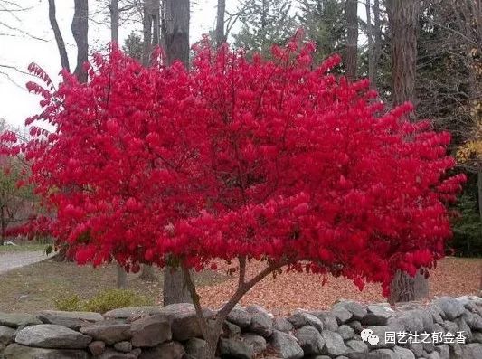红色系耐寒灌木火焰卫矛秋季绿化观赏彩色苗木