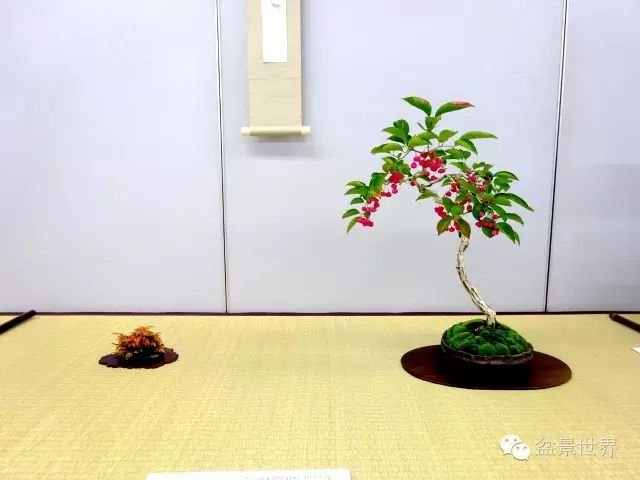 卫矛的一年从开花到结果繁华至收获数百盆卫矛盆景赏析