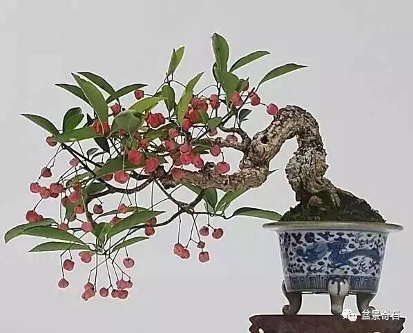 卫矛的秋天是丰富多彩的 红色系植物秋日火焰