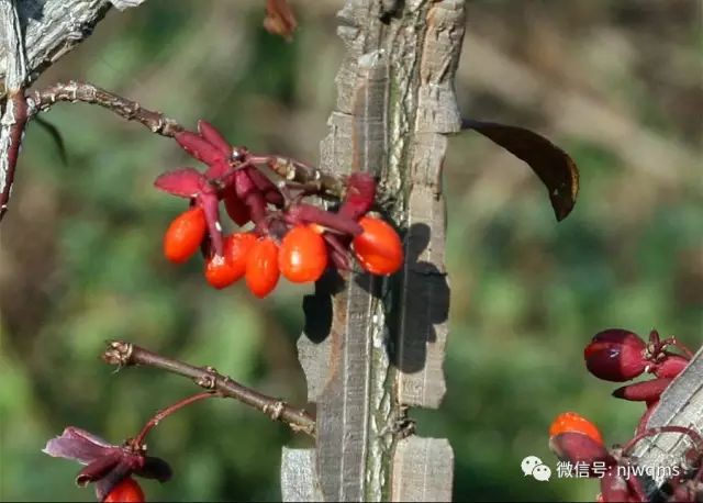 卫矛鬼箭羽药用简单介绍药用绿化两用植物经济作物