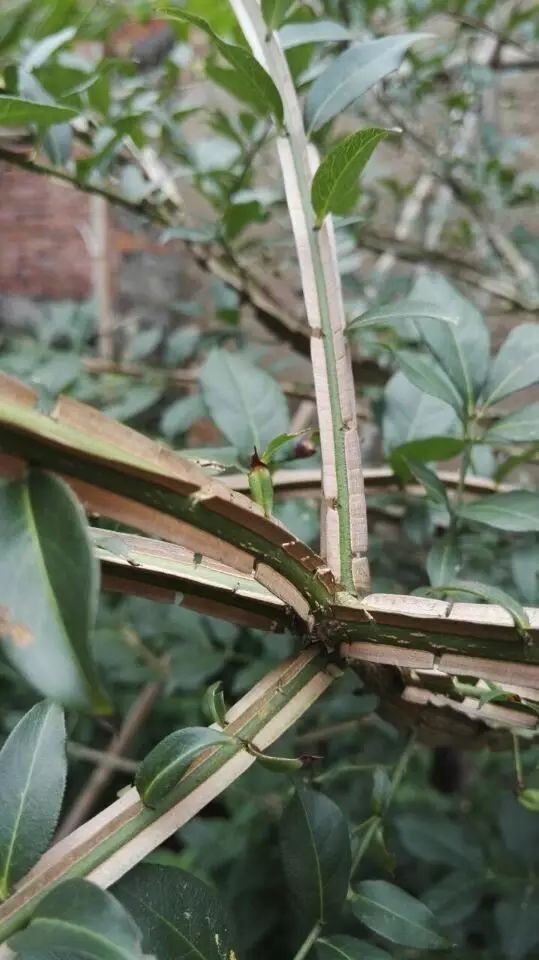 卫矛一种有翅膀的树鬼箭不同角度看苗木植物