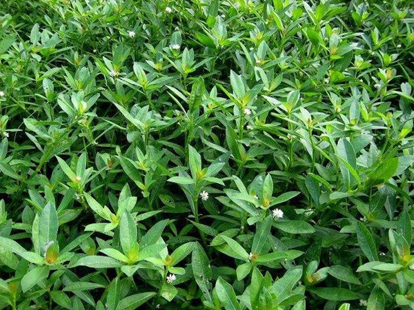 空心莲子草 空心莲子草