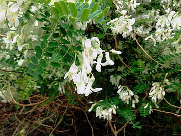 白刺花种子