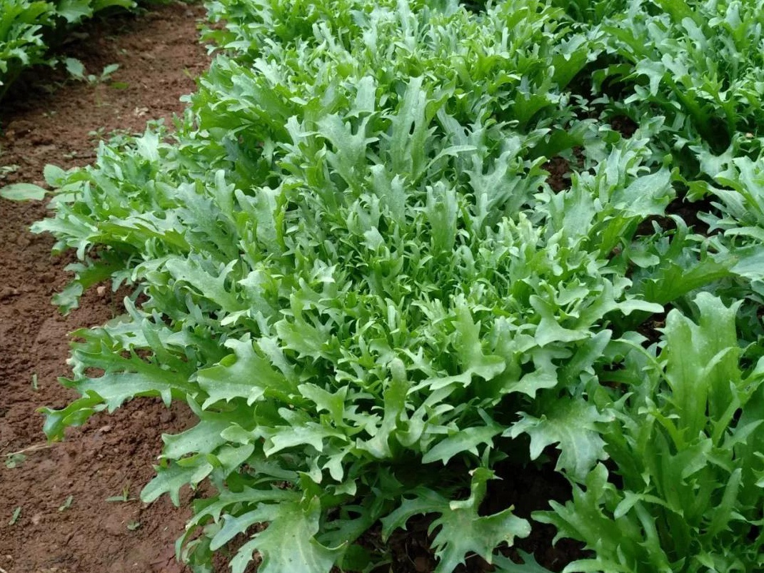 结尾菊苣的介绍就到这里啦,许多植物,我们都是在他花期的时候关注他