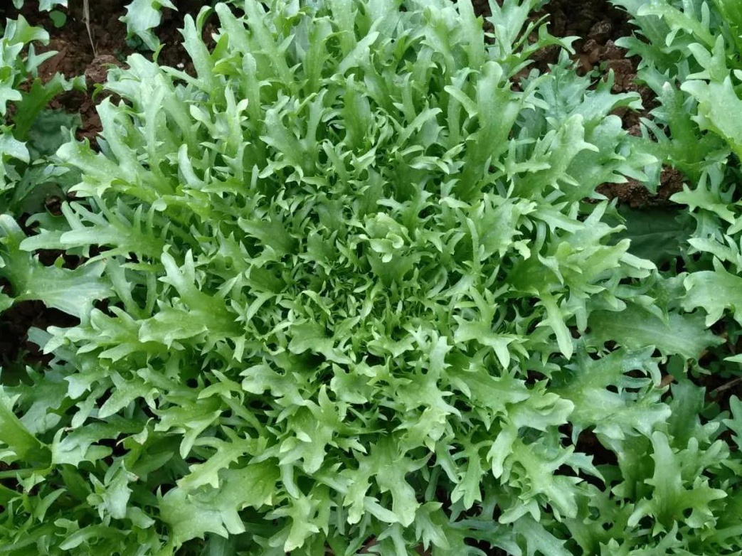 菊苣的介绍就到这里啦,许多植物,我们都是在他花期的时候关注他,其实