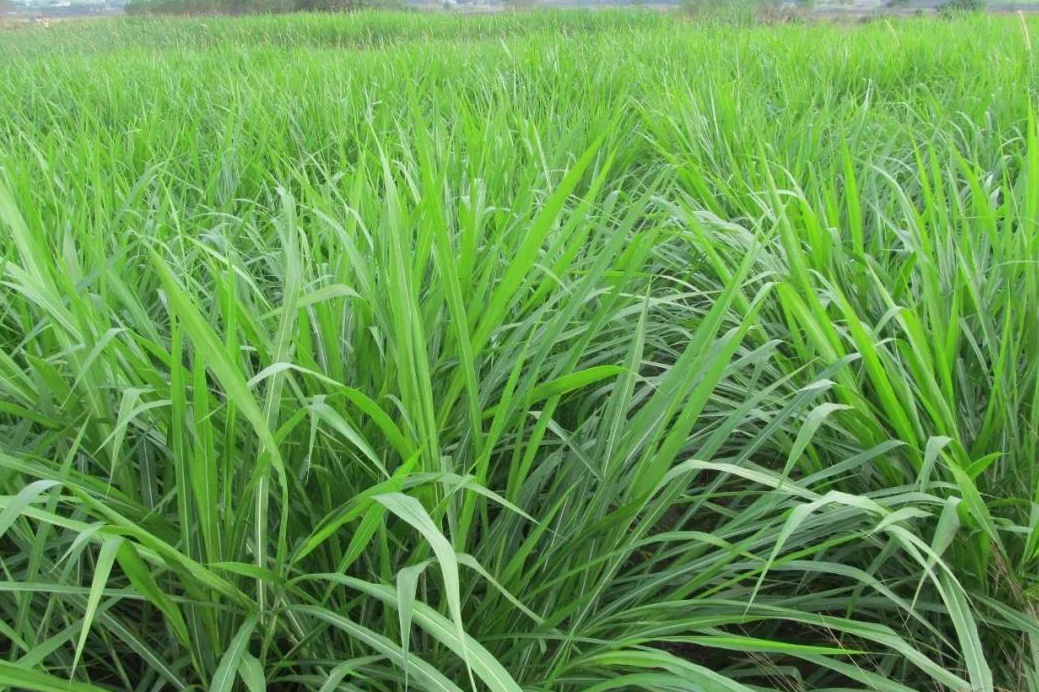 皇竹草可以养牛吗一亩地牧草可以养殖多少牛