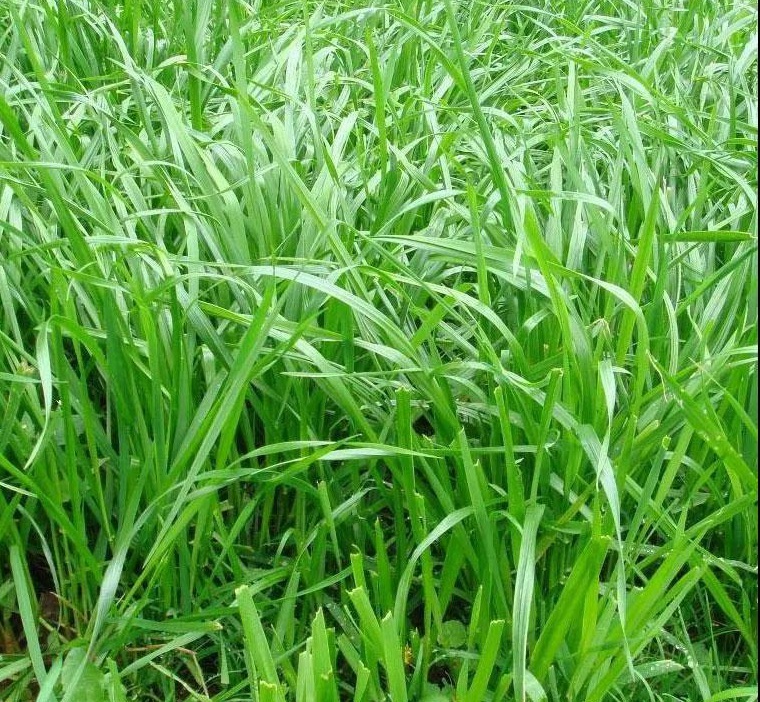多倍体黑麦草