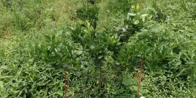 毛苕子和白三叶草的产草量大(667平方米产鲜草量约2500千克),覆盖率