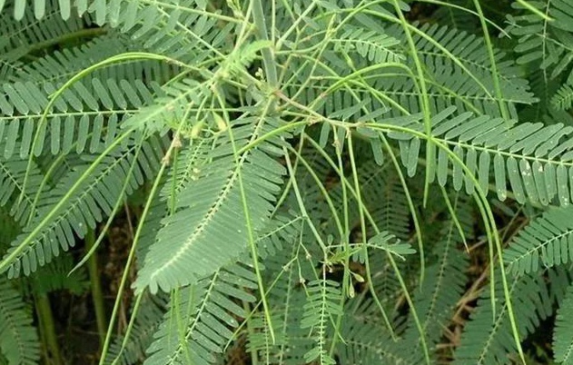 盐碱地种植田菁技术和稻田间种田菁介绍