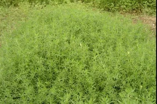 适宜养猪的优质牧草品种