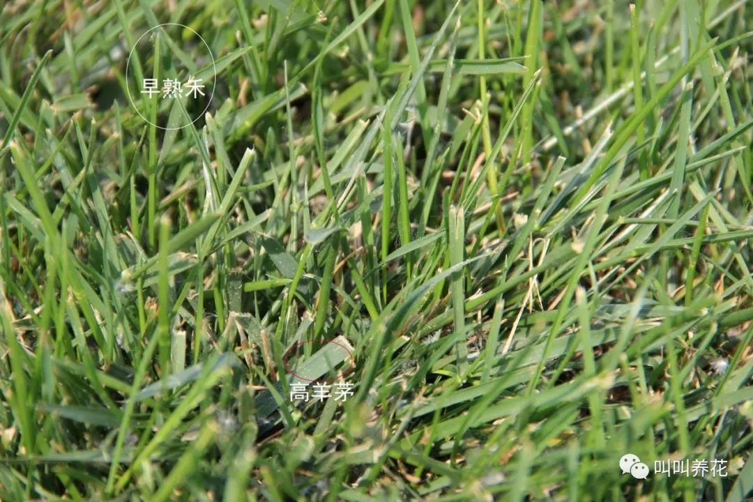 没有开花时看叶片:叶片窄细,叶尖收缩呈船形就是早熟禾,叶片宽,有很多