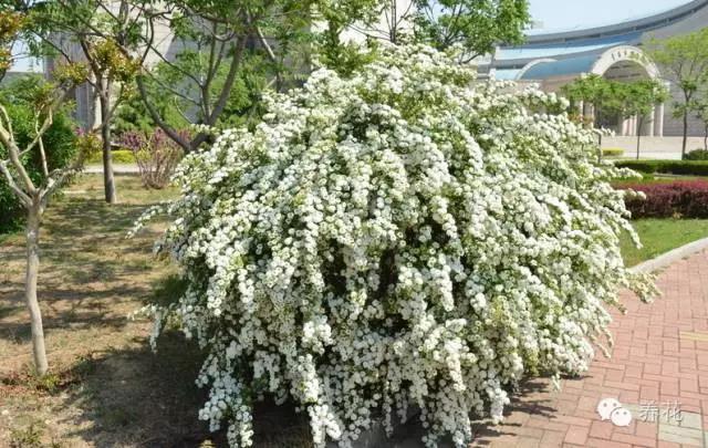 绣线菊的介绍与养殖方法形态特征