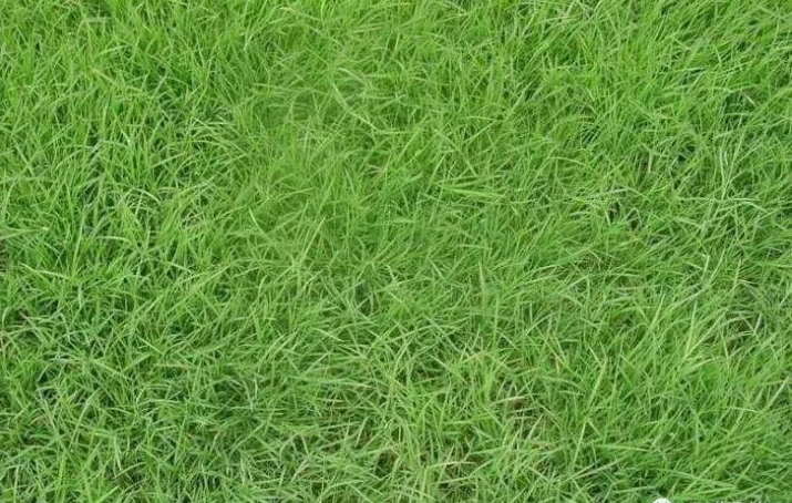 如何让您的草坪四季常青结缕草高羊茅黑麦草混播