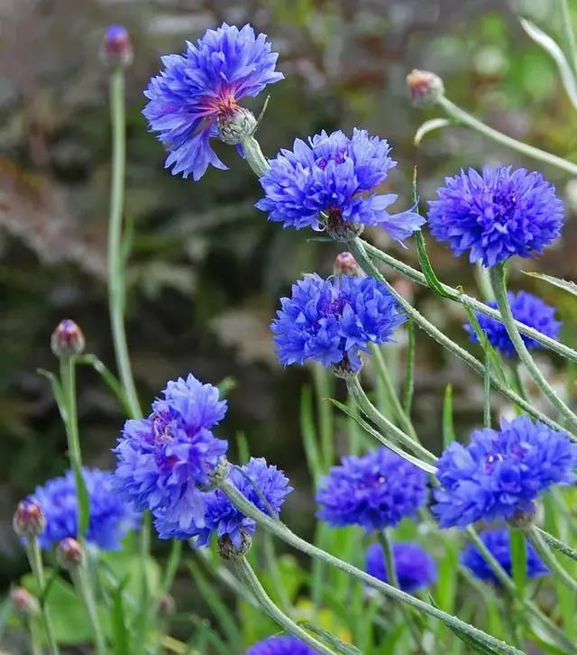 矢车菊简介及养护知识-花海建设-江苏长景种业有限公司