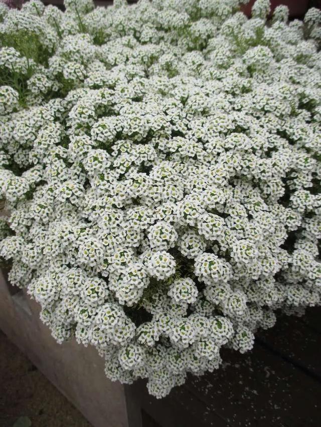 答:香雪球属多年生草本植物,它的株矮而多分枝,花开一片白色,并散发