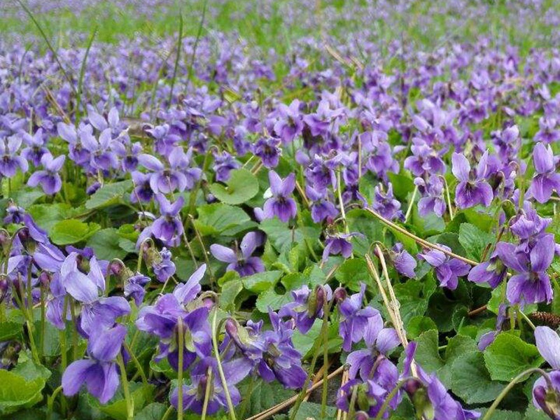 紫花地丁的花朵颜色