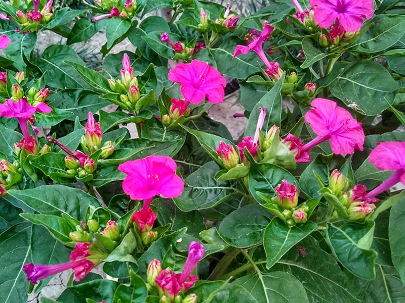 紫茉莉种子的市场价格是多少?