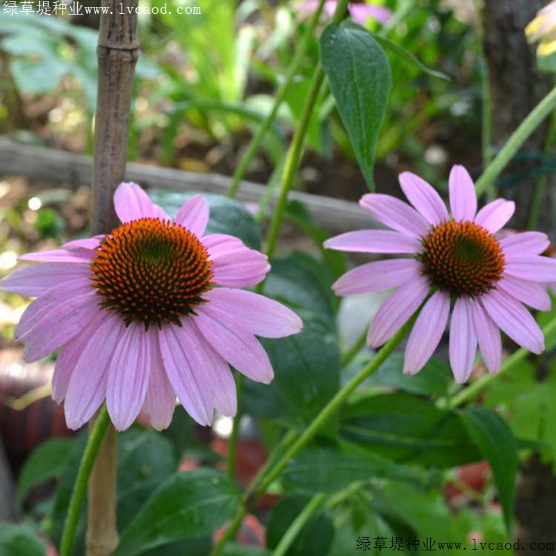 松果菊如何播种?松果菊花语