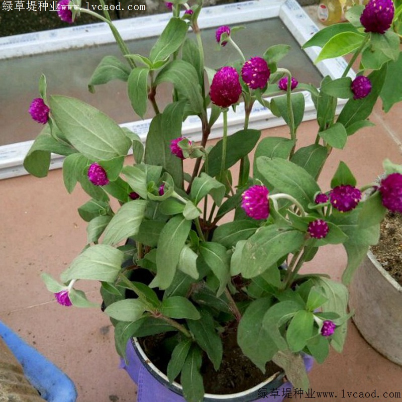 千日红的花语是什么有什么特殊含义呢